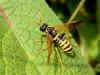 Tenthredo scrophulariae